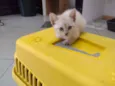 filhotes de gato