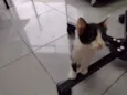 filhotes de gato