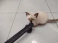 filhotes de gato