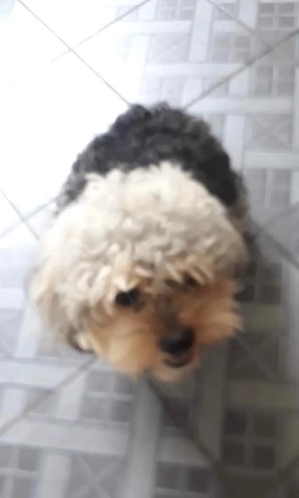 Cachorro ra a Poodle idade 1 ano nome Sem Nome 
