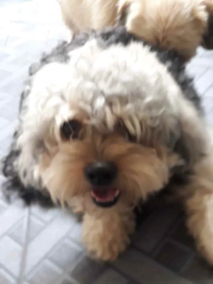 Cachorro ra a Poodle idade 1 ano nome Sem Nome 