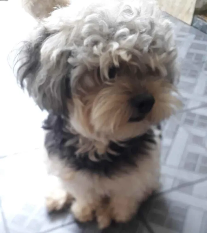 Cachorro ra a Poodle idade 1 ano nome Sem Nome 