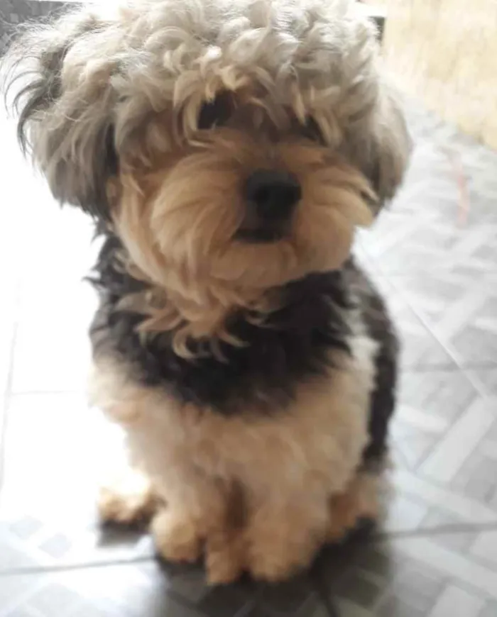 Cachorro ra a Poodle idade 1 ano nome Sem Nome 