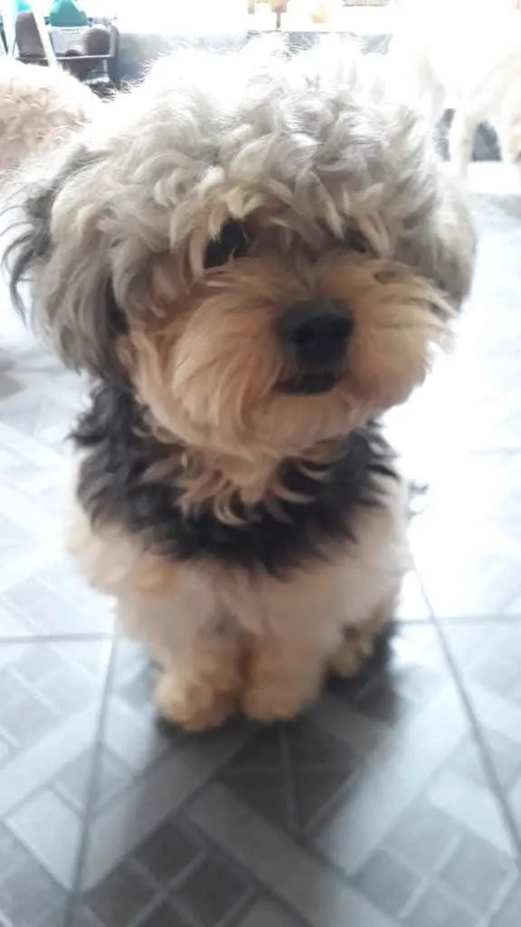 Cachorro ra a Poodle idade 1 ano nome Sem Nome 