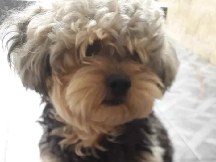Cachorro ra a Poodle idade 1 ano nome Sem Nome 