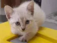 filhotes de gato