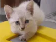 filhotes de gato