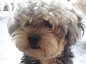 Cachorro raça Poodle idade 1 ano nome Sem Nome 