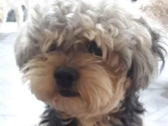 Cachorro ra a Poodle idade 1 ano nome Sem Nome 