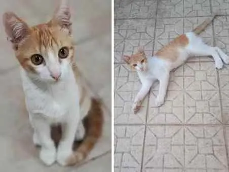 Gato ra a Não sei idade 2 a 6 meses nome Simba
