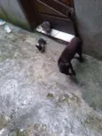 Gata
