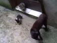 Gata