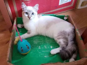 Gato raça SRD idade 2 a 6 meses nome Violeta