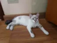 Violeta