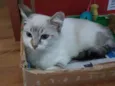 Violeta