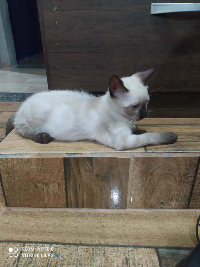 Gato raça Desconhecida  idade 2 a 6 meses nome Sonic