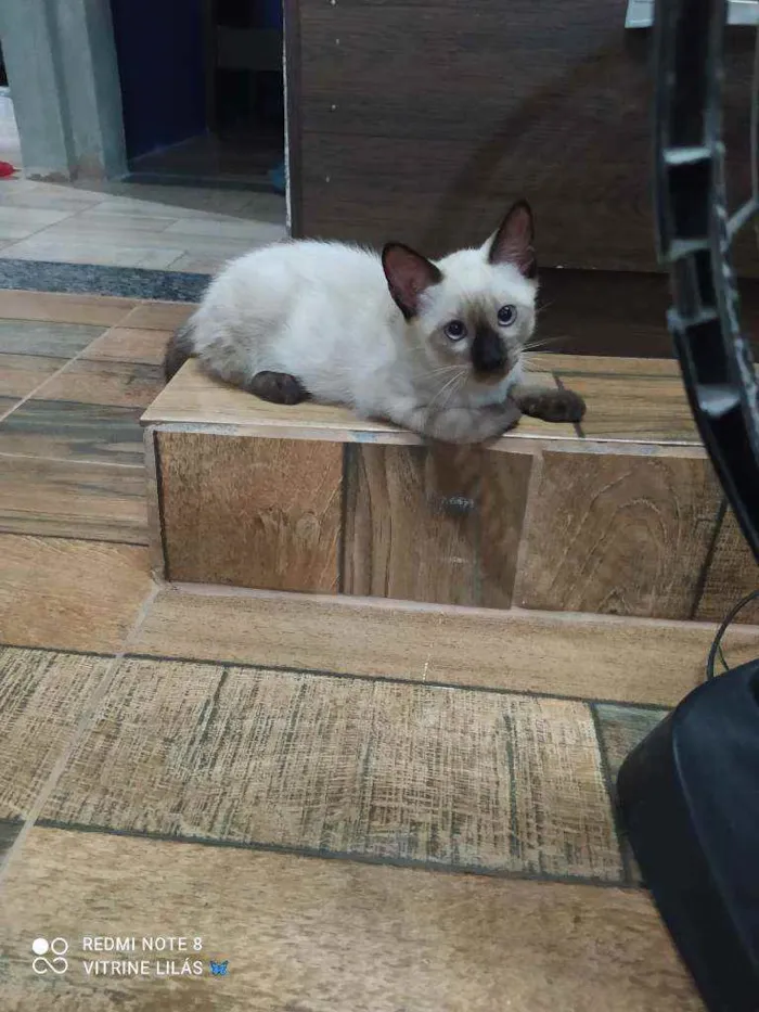 Gato raça Desconhecida  idade 2 a 6 meses nome Sonic