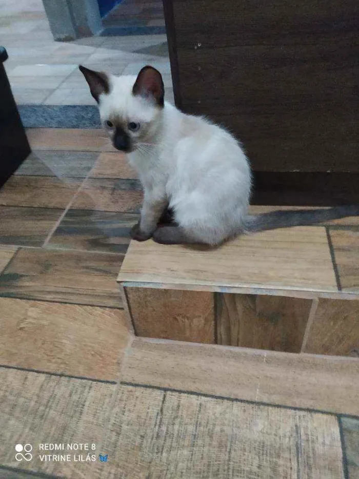 Gato raça Desconhecida  idade 2 a 6 meses nome Sonic