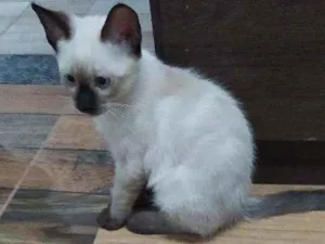 Gato raça Desconhecida  idade 2 a 6 meses nome Sonic