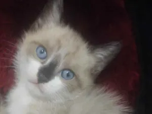 Gato raça SRD idade 2 a 6 meses nome Verão 