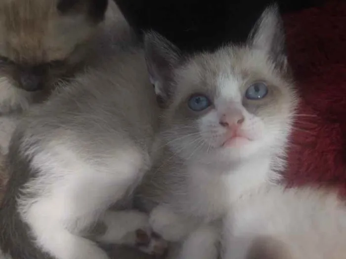 Gato ra a SRD idade 2 a 6 meses nome Fantasma 