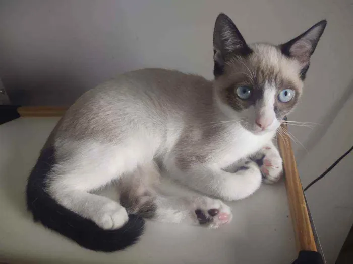 Gato ra a SRD idade 2 a 6 meses nome Fantasma 