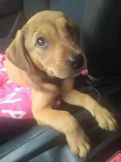 Cachorro ra a SRD idade 2 a 6 meses nome Luna