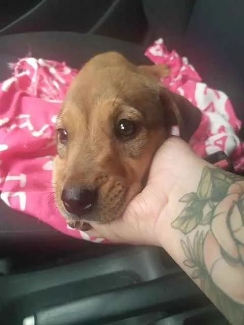 Cachorro ra a SRD idade 2 a 6 meses nome Luna