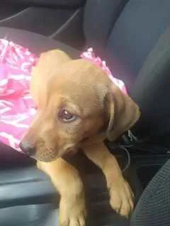 Cachorro ra a SRD idade 2 a 6 meses nome Luna