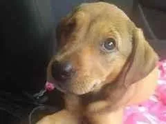 Cachorro ra a SRD idade 2 a 6 meses nome Luna