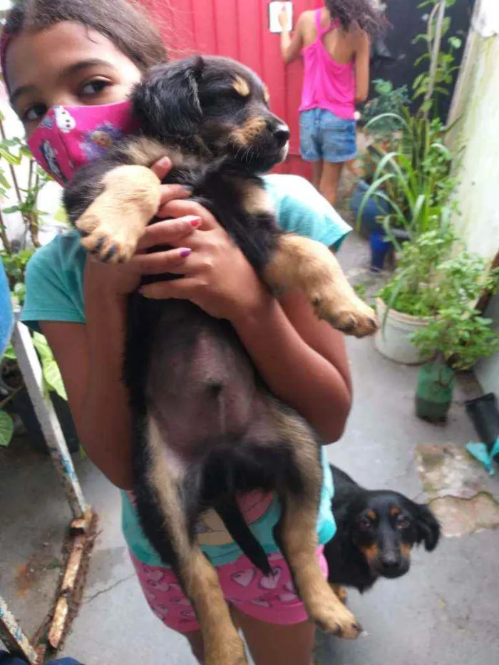 Cachorro ra a Srd idade 2 a 6 meses nome Gordo