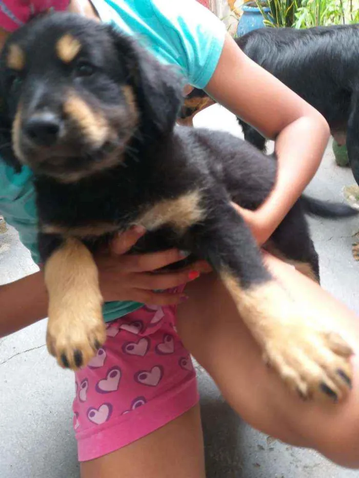 Cachorro ra a Srd idade 2 a 6 meses nome Gordo