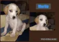 MURILO
