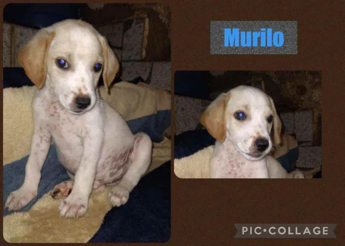 Cachorro ra a srd idade 2 a 6 meses nome MURILO