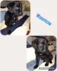 MAURÍCIO