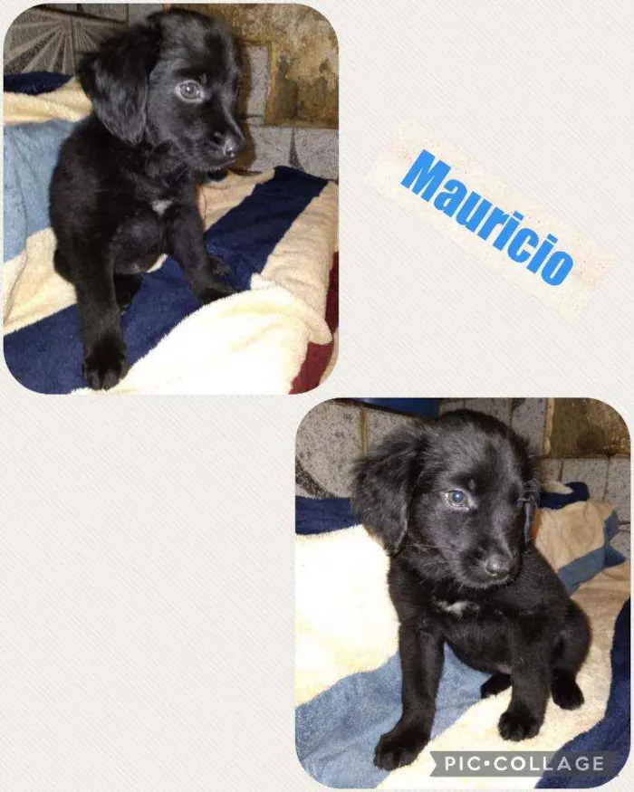 Cachorro ra a SRD idade 2 a 6 meses nome MAURÍCIO