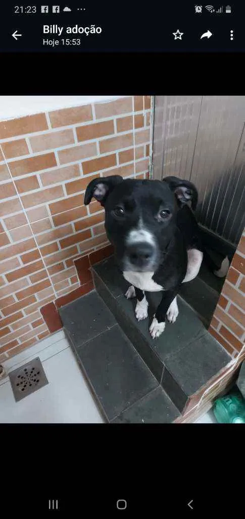 Cachorro ra a SRD idade 1 ano nome Bebel