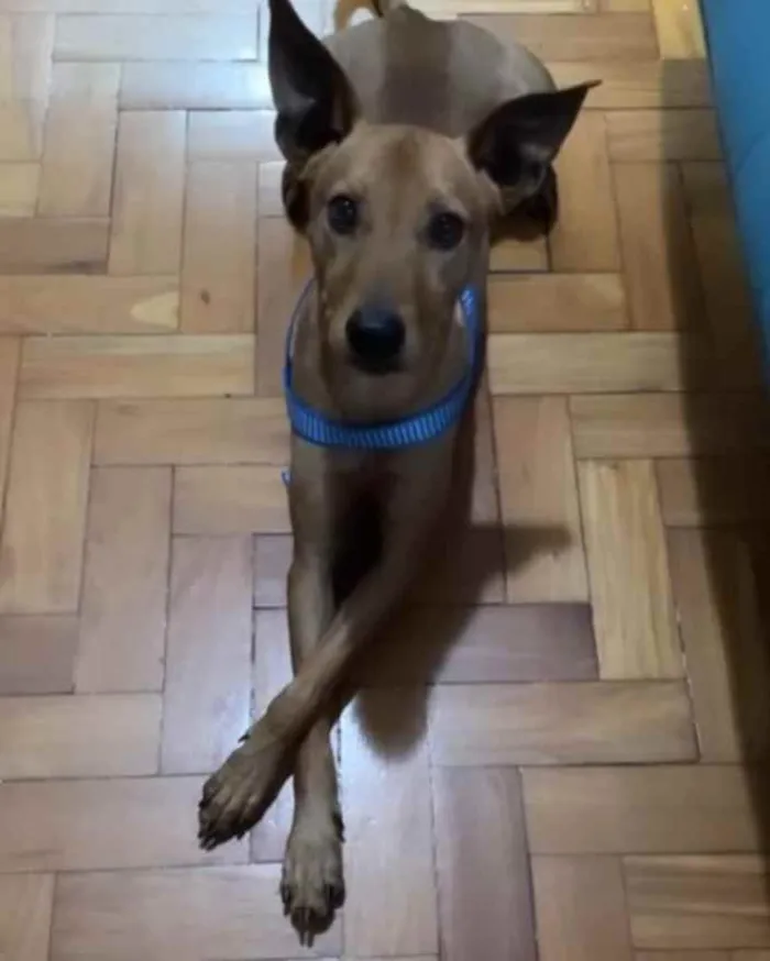 Cachorro ra a SRD idade 1 ano nome Chicp