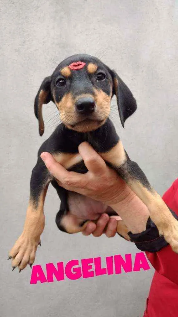 Cachorro raça SRD idade 2 a 6 meses nome Angelina