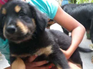 Cachorro raça Srd idade 2 a 6 meses nome Gordo