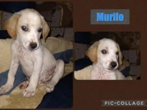 Cachorro raça srd idade 2 a 6 meses nome MURILO
