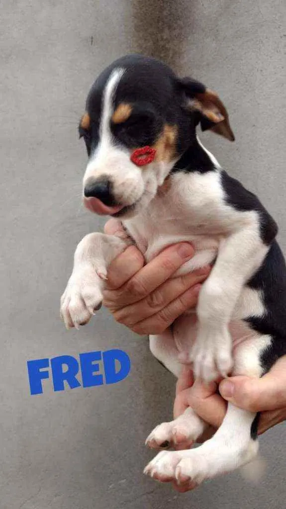 Cachorro raça SRD idade 2 a 6 meses nome Fred