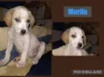 MURILO