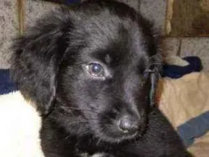 Cachorro raça SRD idade 2 a 6 meses nome MAURÍCIO