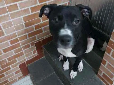 Cachorro ra a SRD idade 1 ano nome Bebel