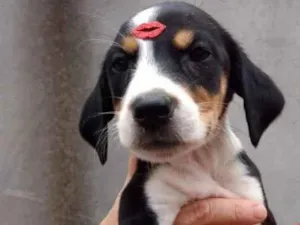 Cachorro raça SRD idade 2 a 6 meses nome Grace