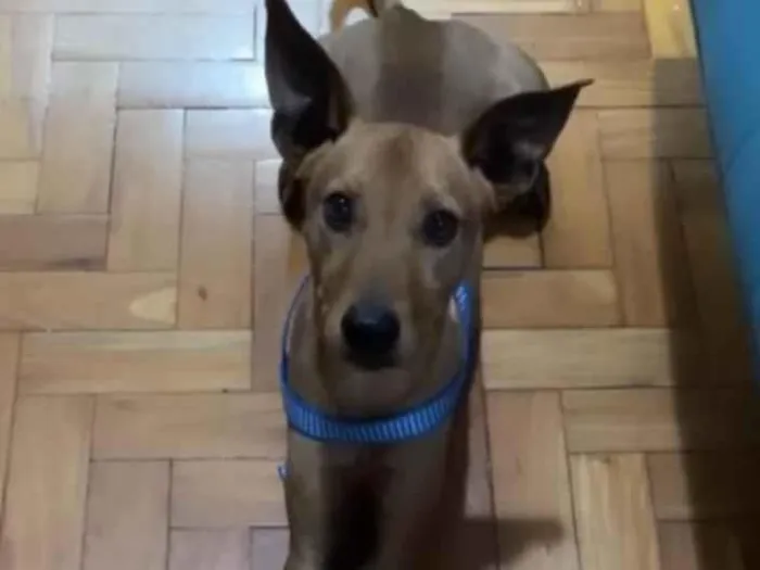 Cachorro ra a SRD idade 1 ano nome Chicp