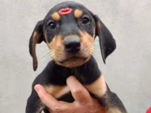 Cachorro raça SRD idade 2 a 6 meses nome Angelina