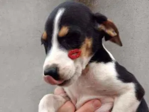 Cachorro raça SRD idade 2 a 6 meses nome Fred