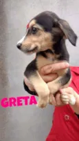 Greta